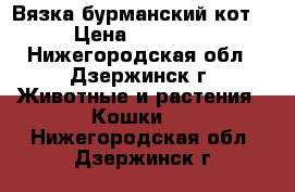 Вязка бурманский кот. › Цена ­ 10 000 - Нижегородская обл., Дзержинск г. Животные и растения » Кошки   . Нижегородская обл.,Дзержинск г.